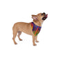 Bespattered Facade Neon Lava Pet Bandana