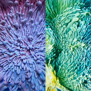 Coral Reef Resin Petri Giclee Print Set