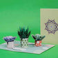 Succulents Pop Up Card