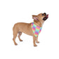 Bespattered Facade Prismatic Pet Bandana