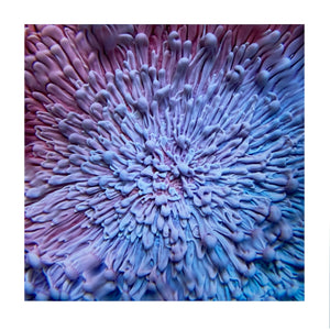 Bespattered Facade 8" x 8" Resin Petri Macro Giclee Print