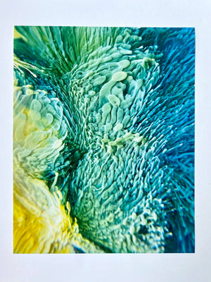 Coral Reef Resin Petri Giclee Print Set