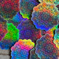 Bespattered Facade Pastel Rainbow Flower Mandala Holographic Sticker