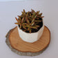 Small Planter