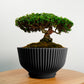 Bonsai Pot with Drainage & Tray