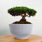 Bonsai Pot with Drainage & Tray
