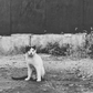 Kids Stray Cat Social Club T-Shirt