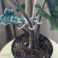 Plant Stem Supports