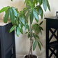 Plant Stem Supports