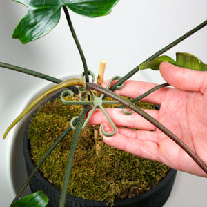 Plant Stem Supports