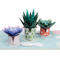 Succulents Pop Up Card