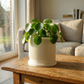 Mid-Century Ribbed Planter with Drainage and Saucer in Multiple Colors, 3D Printed Planter with Unique Modern Design, Lightweight, Wave