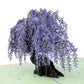 Wisteria Tree Pop Up Card