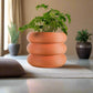 Bubble Planter/ Donut Planter with Drainage